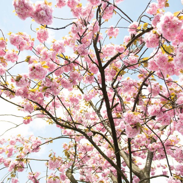 cherry blossom tokyo