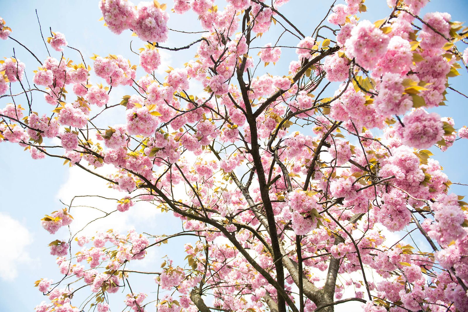 cherry blossom tokyo